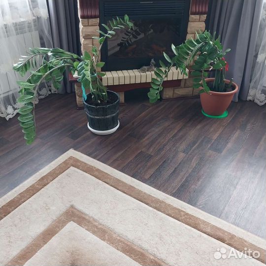 Замиокулькас долларовое дерево