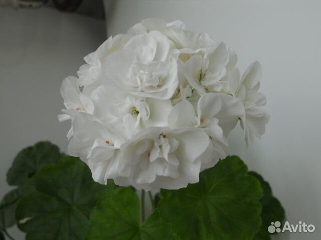 Герань пеларгония