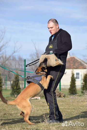 Дрессировка собак г. Таганрог