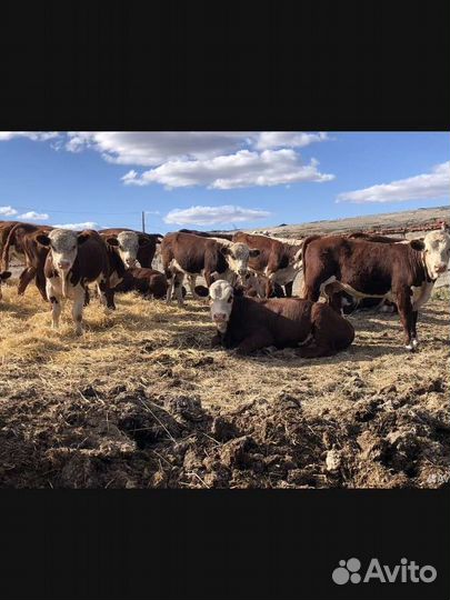 Быки оптом казахские белоголовые