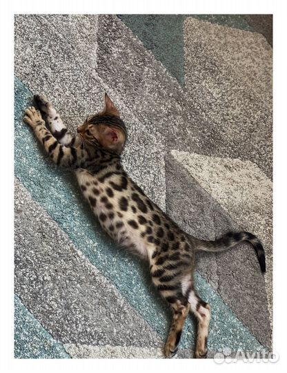 Бенгальская кошечка