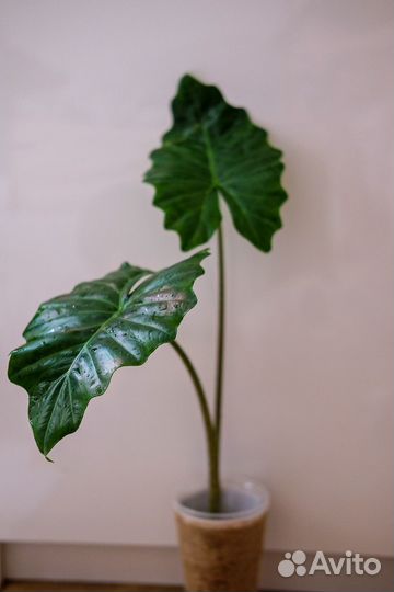 Алоказия портодора