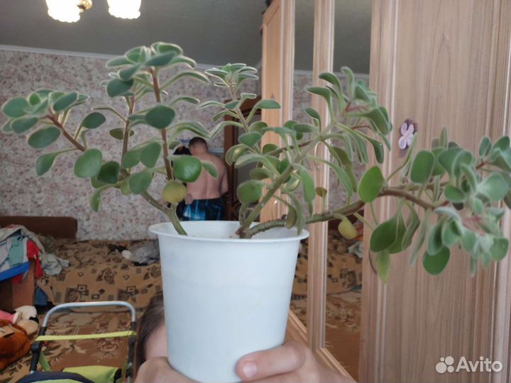 Цветок Дерево любви