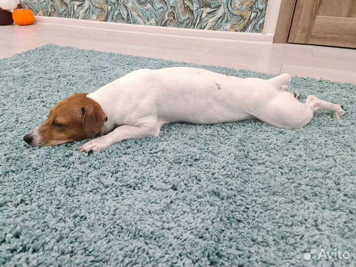 Случка Джек Рассел терьер