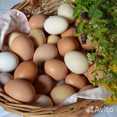 Продам яйцо куриное домашнее