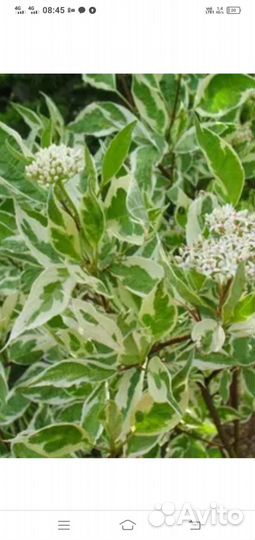 Дерен Аргентеомаргината,саженцы