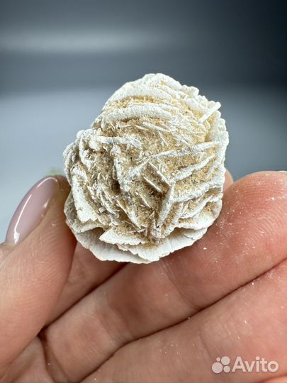 Роза пустыни