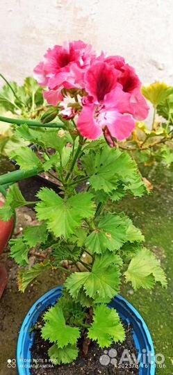 Герань пеларгония королевская