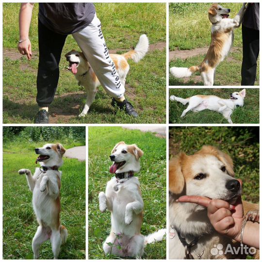 Домашняя передержка, услуги кинолога