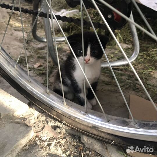 Вислоухая кошечка в добрые руки