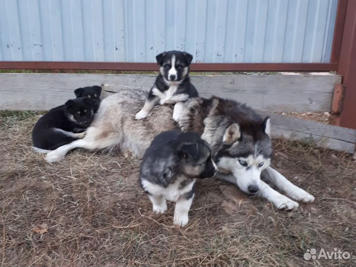 Щенки сибирской хаски
