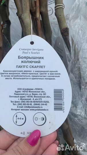 Боярышник пауль скарлет
