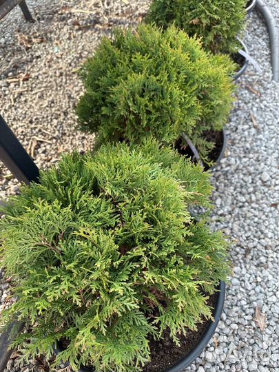 Туи в ассортименте