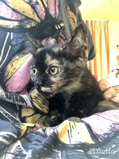 Игривый котенок в добрые руки