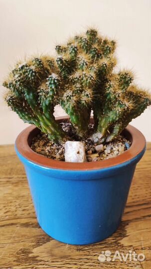 Ваша коллекция Кактусов