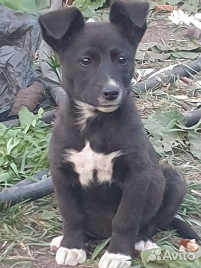 Собаки щенок