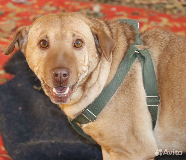 Шарпей Иветта