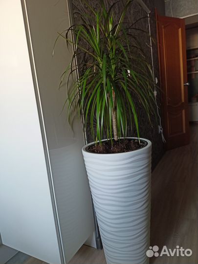 Продам цветы комнатные