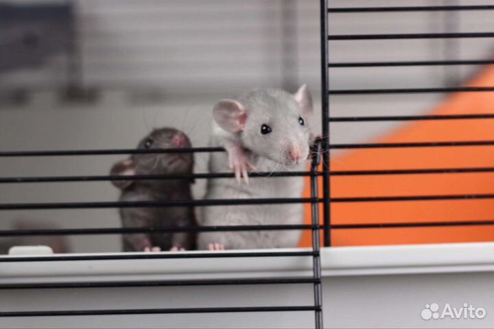 Крыса дамбо