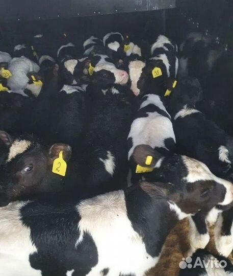 Телята бычки