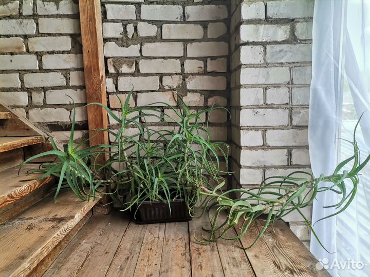 Алоэ столетник
