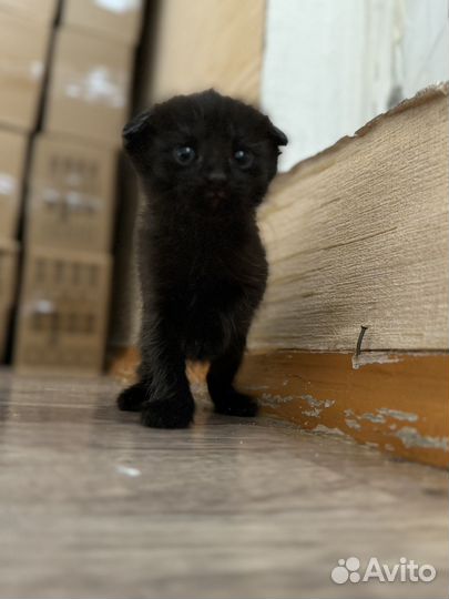 Веселые котята