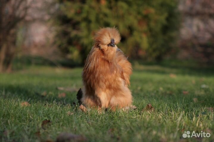 Петушки китайские шелковые