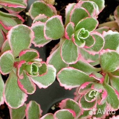 Почвопокровники для сада (многолетники)