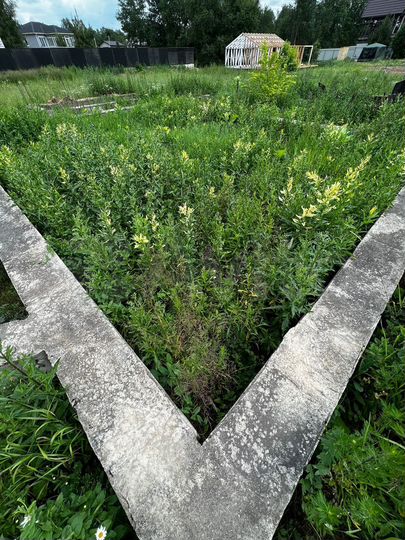 Участок 11,3 сот. (СНТ, ДНП)