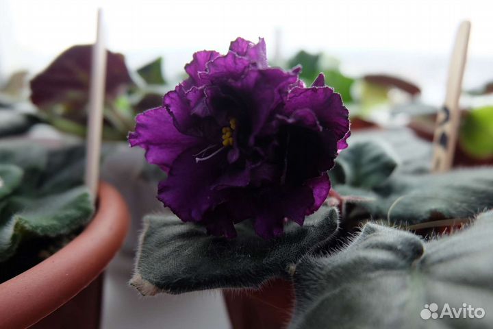 Сортовые фиалки