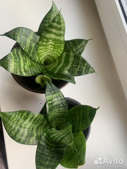 Сансевиерия ханни