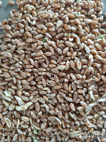 Продаю зерно