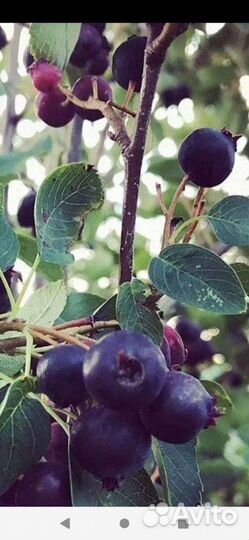 Ирга, Жасмин, Калина слива сортов12км мельн.падь