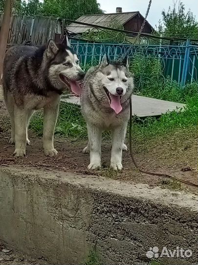 Щенки хаски