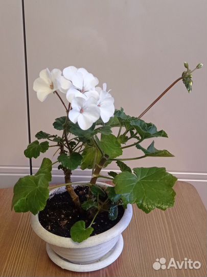 Пеларгония (герань)