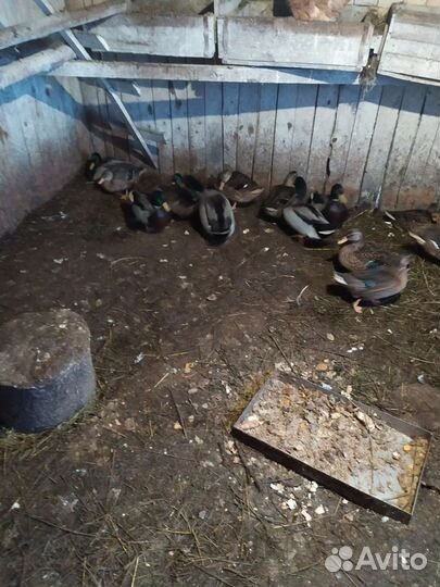 Подсадные утки