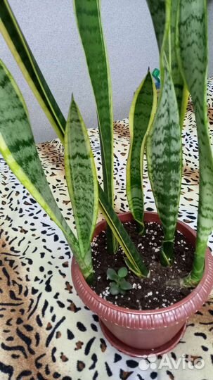 Сансевиерия