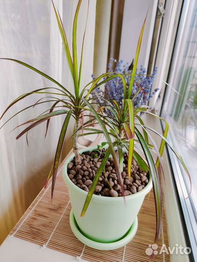 Драцена маргината