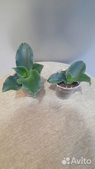 Сортовые сансевьерии