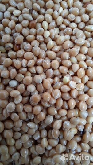 Просо кремовое