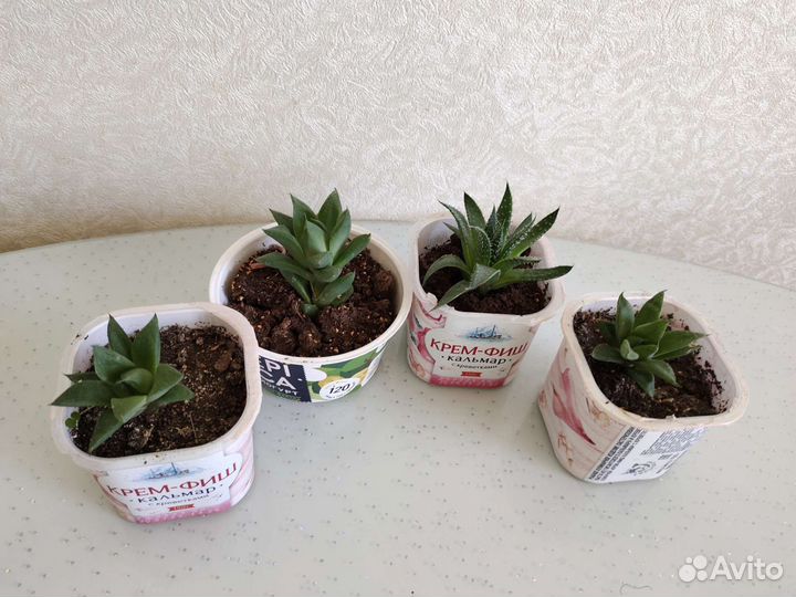 Суккуленты