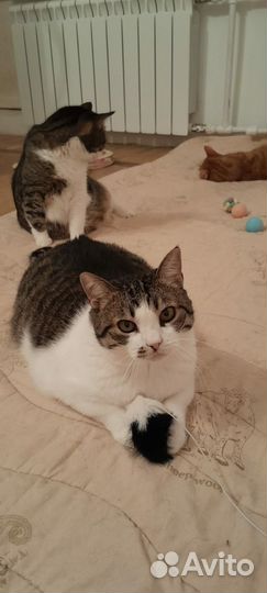 Кошечка Маруся 3 года