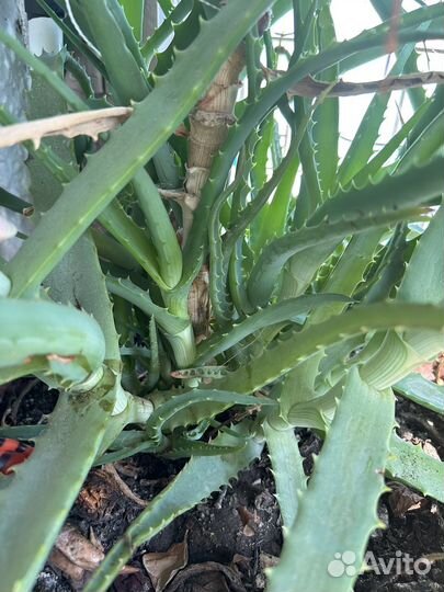 Алоэ лечебный 6 лет