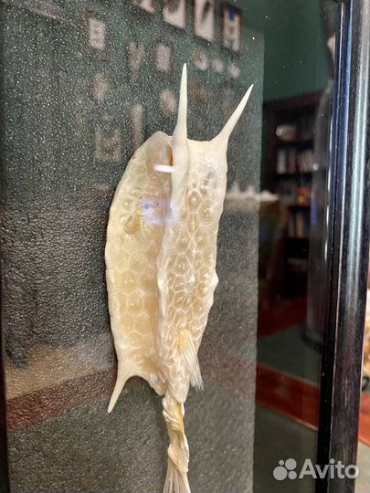 Рыба кузовок (скелет)