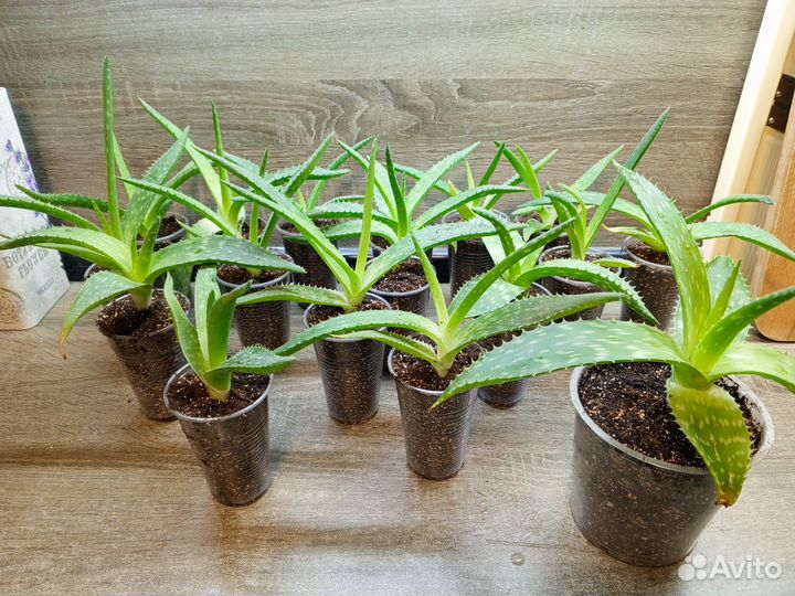 Алоэ вера растение