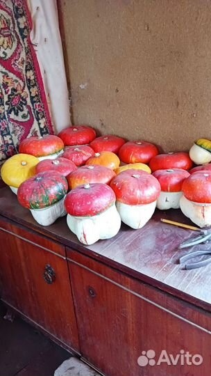 Тыква декоративная 