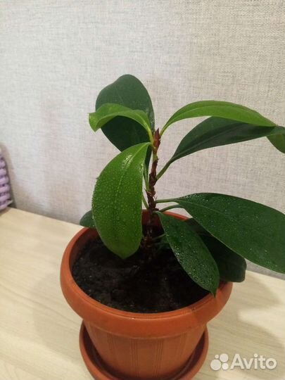 Фикус 2 вида
