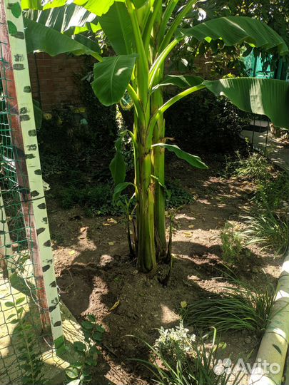 Банановая пальма