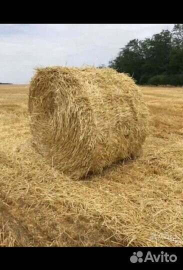 Солома пшеничная в тюках