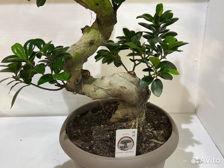 Фикус гинсенг